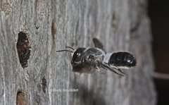 Megachile lucidiventris
