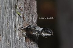 Megachile lucidiventris