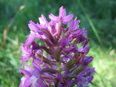 Anacamptis pyramidalis