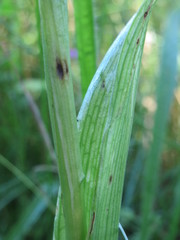 Anacamptis pyramidalis