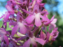 Anacamptis pyramidalis