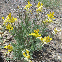 Corydalis curvisiliqua