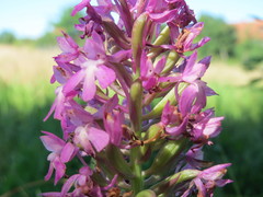 Anacamptis pyramidalis