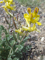 Corydalis curvisiliqua