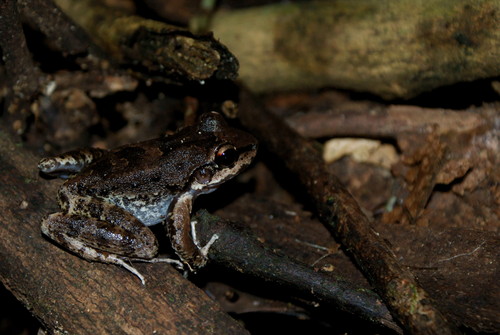 Thoropa miliaris