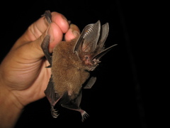 Common Sword-Nosed Bat photo 3
