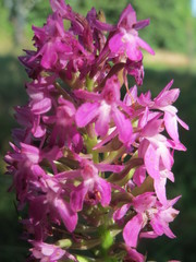 Anacamptis pyramidalis