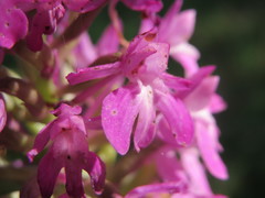 Anacamptis pyramidalis