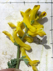 Corydalis curvisiliqua