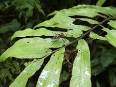Hypselonotus linea
