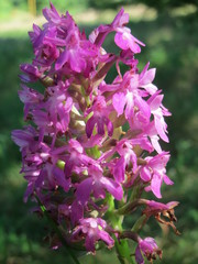 Anacamptis pyramidalis