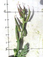 Corydalis curvisiliqua