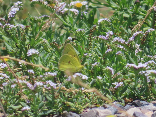 iNaturalist observation photo of Orange Sulphur