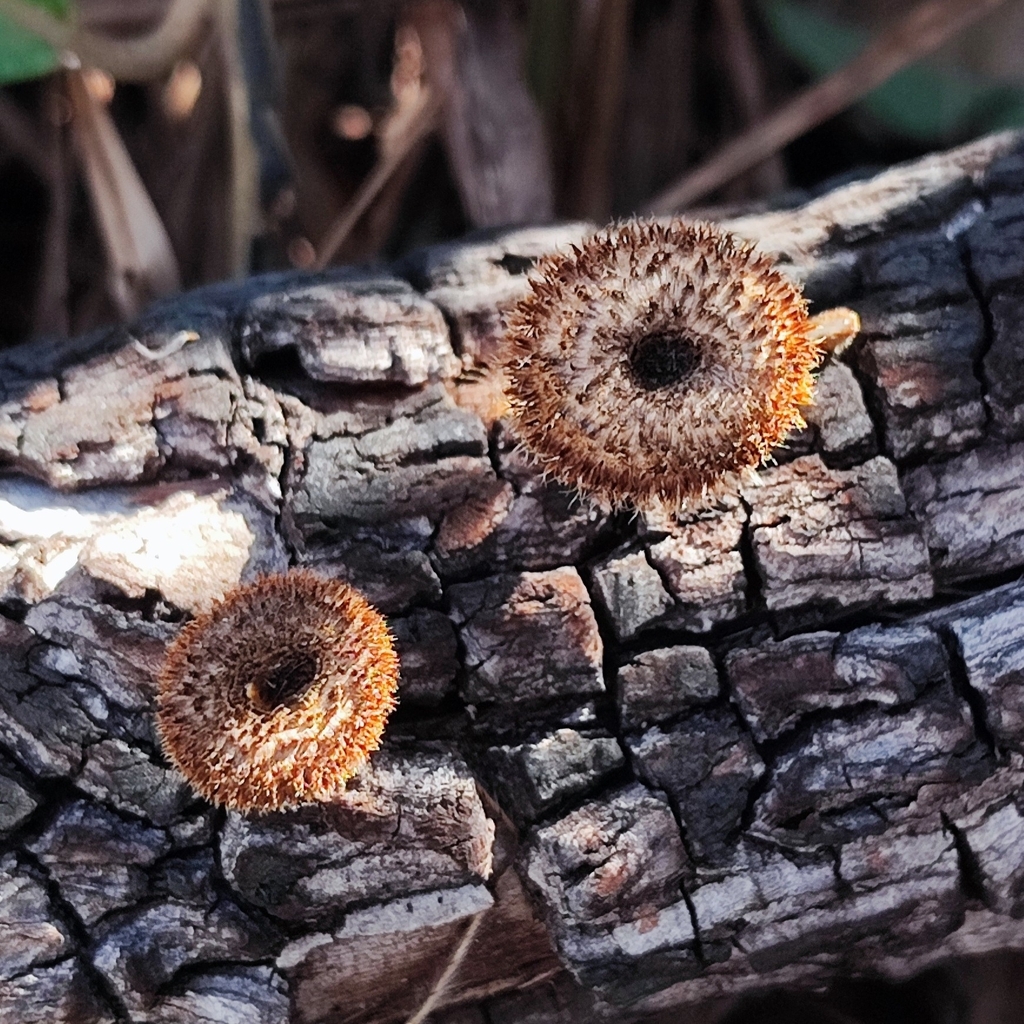Lentinus berteroi · July 2024 · photo: © trfsinani (iNaturalist, cc-by)