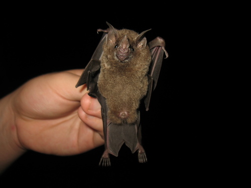 Seba's Short-tailed Bat