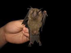 Seba's Short-Tailed Bat photo 4