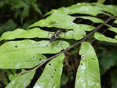 Hypselonotus linea