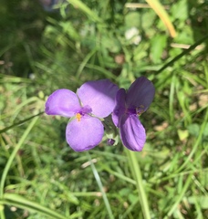 Tradescantia gigantea