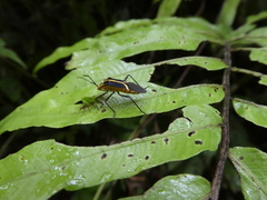 Hypselonotus linea