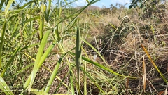 Allagoptera leucocalyx, photograph (c) Thomaz Ricardo Favreto Sinani, some rights reserved (CC BY)
