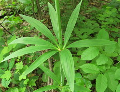 Lilium michiganense
