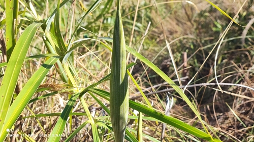 Allagoptera leucocalyx, photograph 3