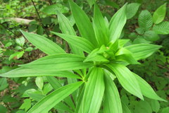 Lilium michiganense