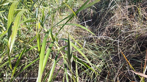 Allagoptera leucocalyx, photograph 4