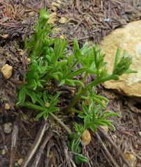 Lupinus arcticus