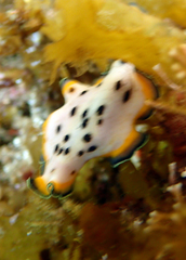 Pseudoceros nipponicus