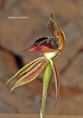 Caladenia tessellata