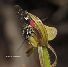 Caladenia tessellata
