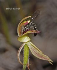 Caladenia tessellata