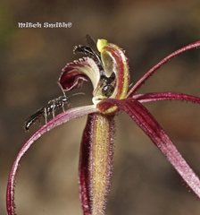 Caladenia filamentosa