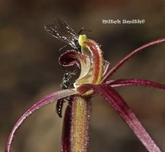Caladenia filamentosa
