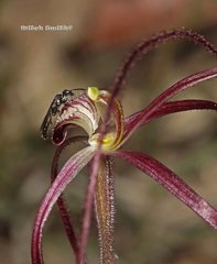 Caladenia filamentosa