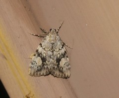 Catocala amica