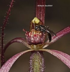 Caladenia filamentosa