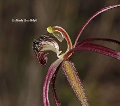 Caladenia filamentosa