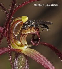 Caladenia filamentosa