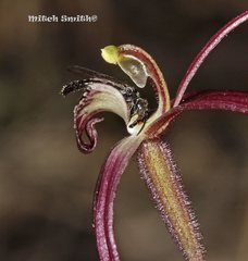 Caladenia filamentosa
