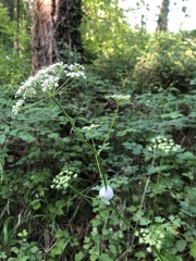Ligusticum apiifolium