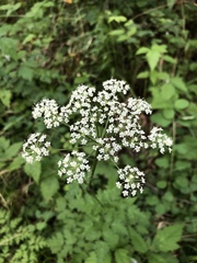 Ligusticum apiifolium
