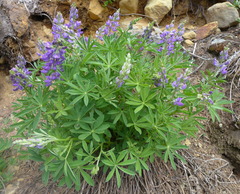 Lupinus arcticus