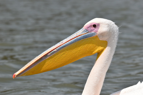 Great White Pelican, photo 9 of 9