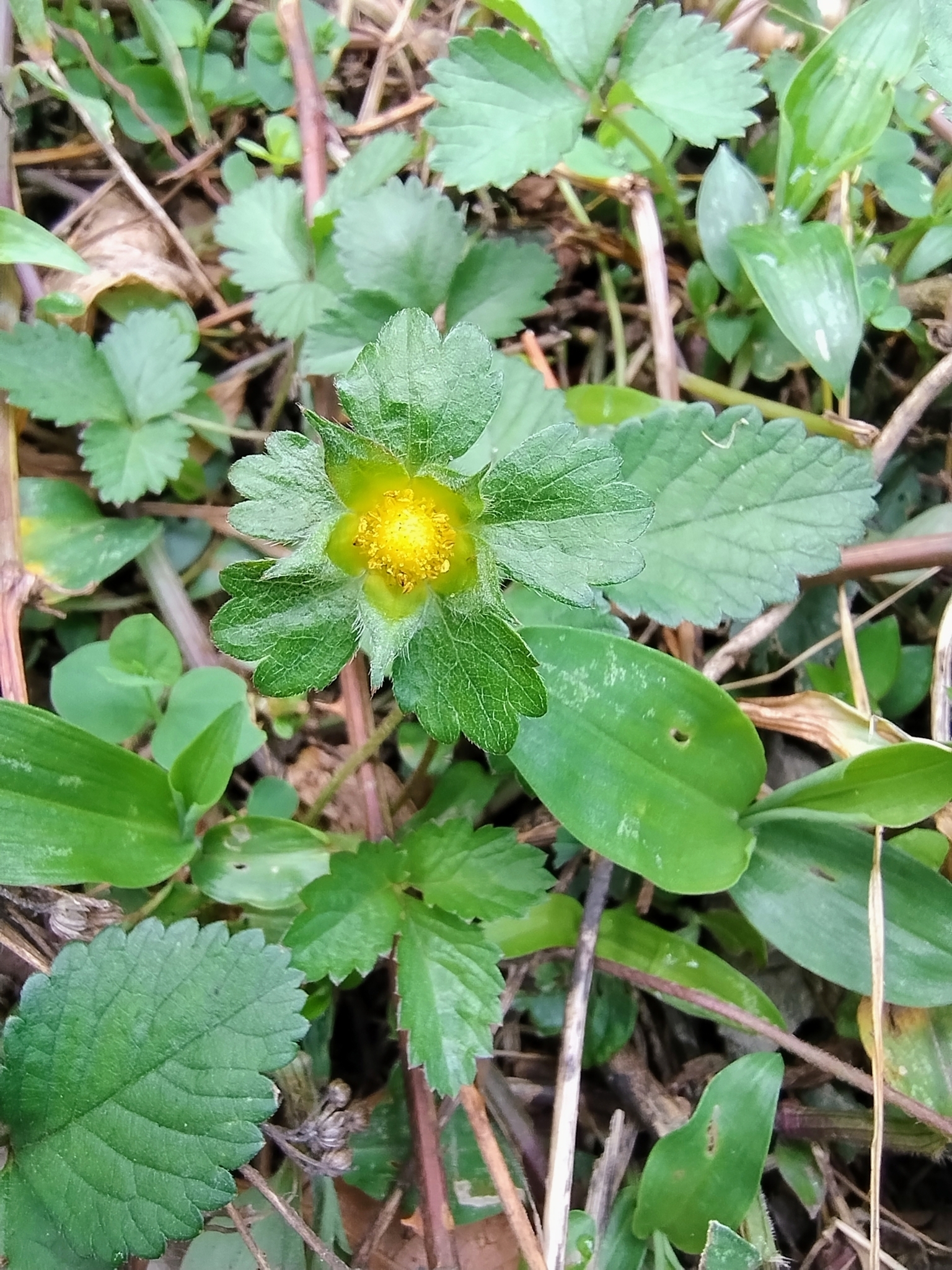 Potentilla indica image