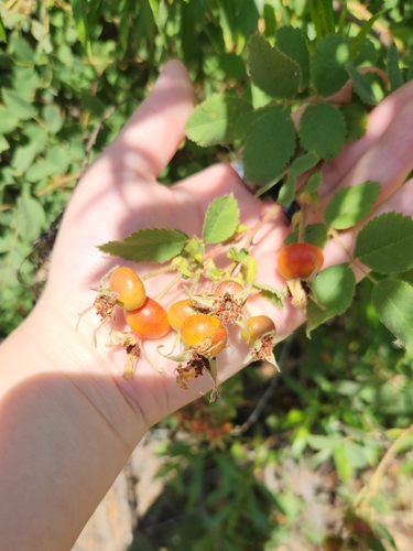 iNaturalist observation photo of California Wild Rose
