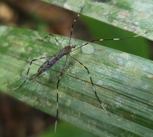 Lecteria bicornuta