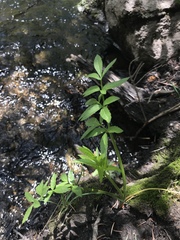 Cicuta douglasii
