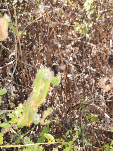 iNaturalist observation photo of Honey Bees, Bumble Bees, and Allies